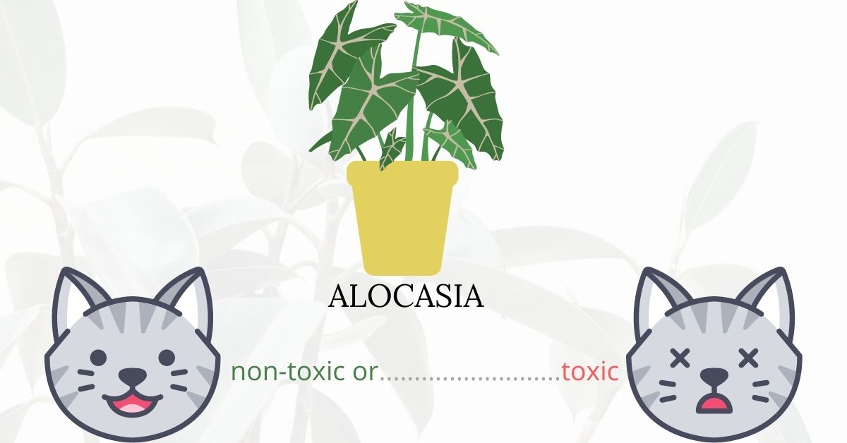Is alocasia toxic or non-toxic for cats?