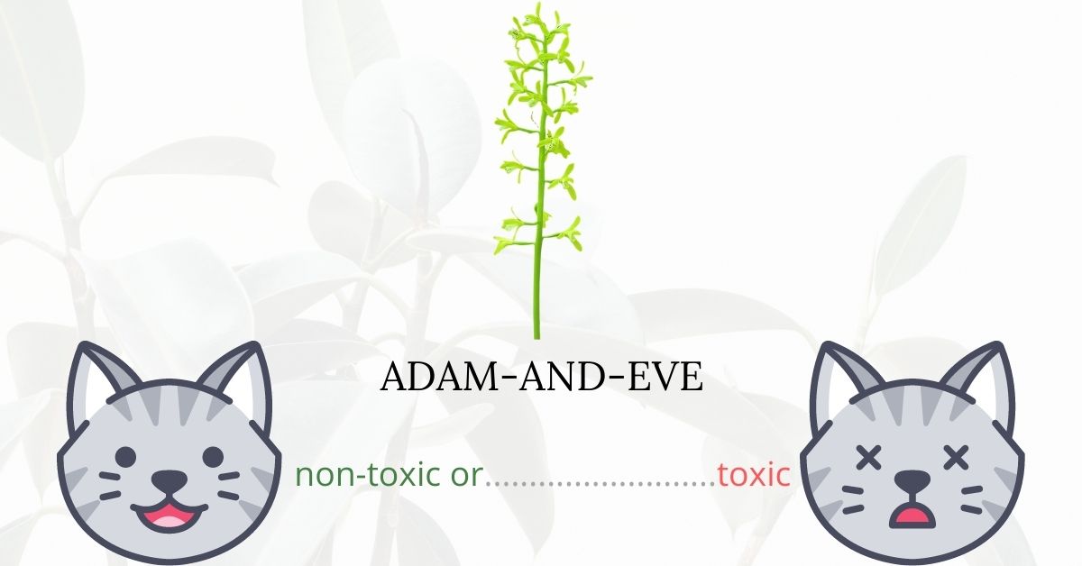 Is Adam-and-Eve toxic for cats